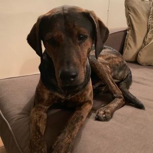 Meet your Posher, Brandi